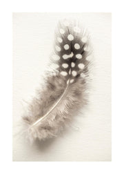Dotted Feather Print