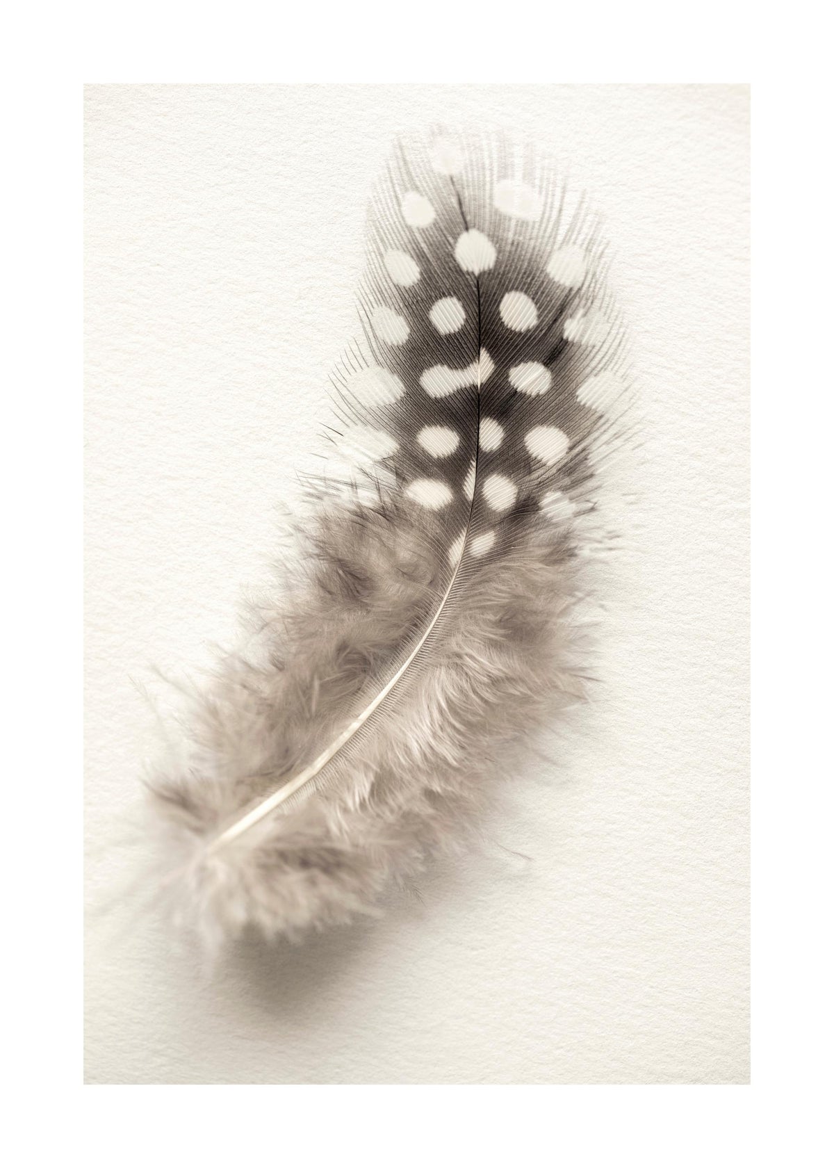 Dotted Feather Print