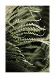 Fern Close Up Print