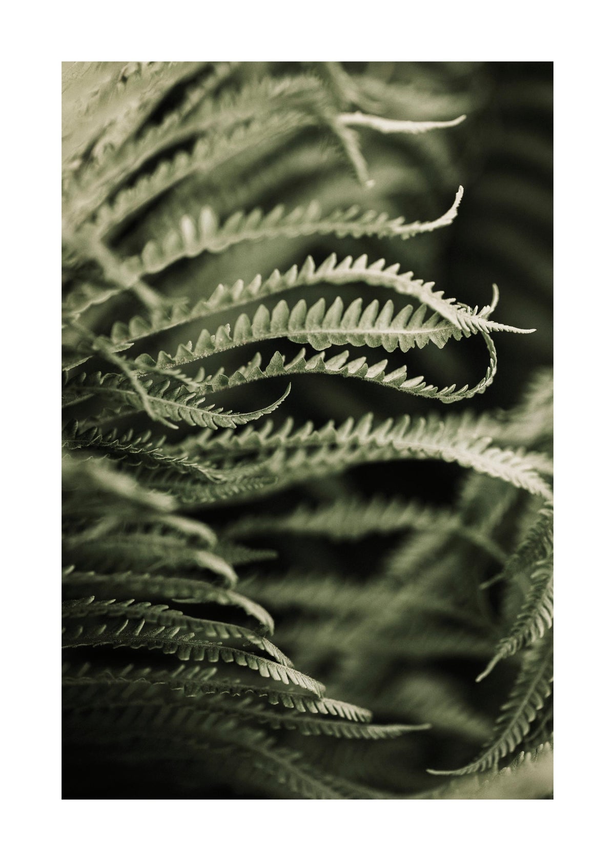 Fern Close Up Print