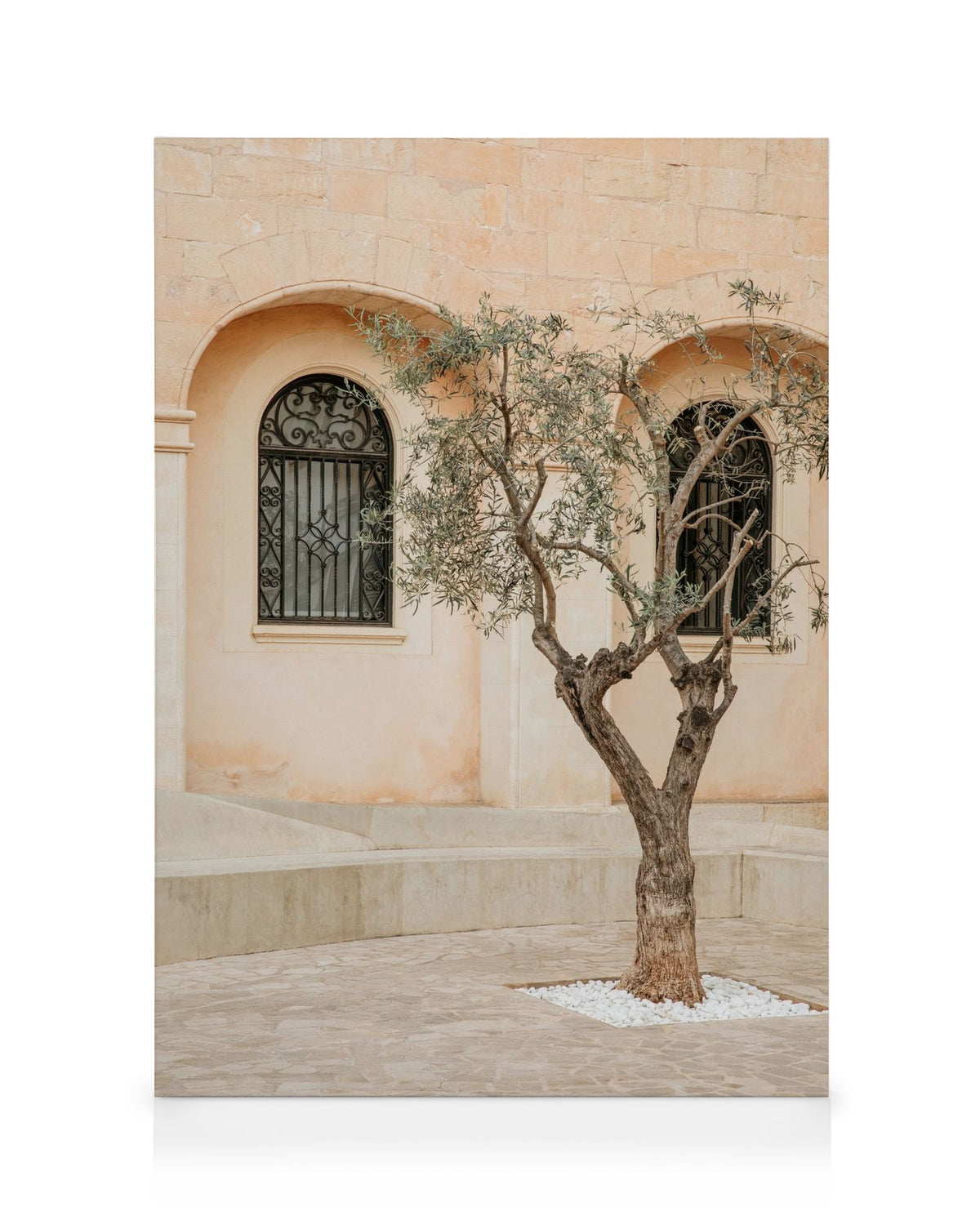 Lonely Olive Tree Canvas print
