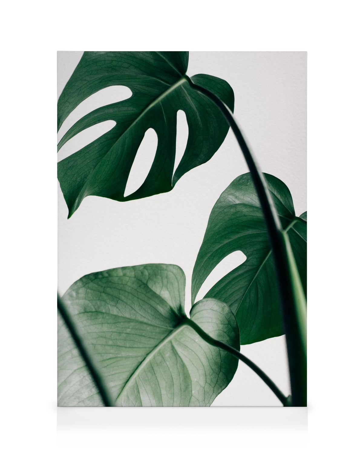 Monstera Three Canvas print