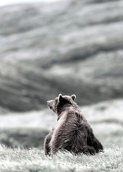 Thinking Bear Print