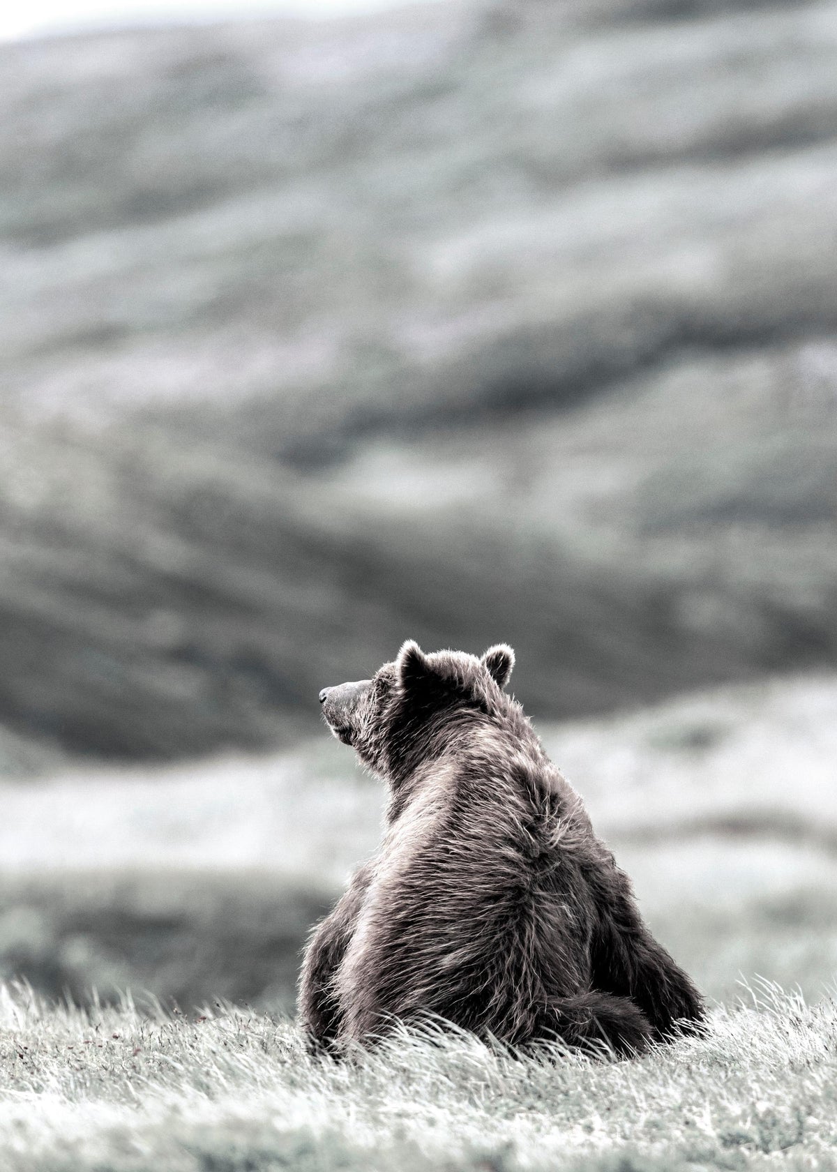 Thinking Bear Print