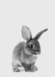 The Little Bunny Print