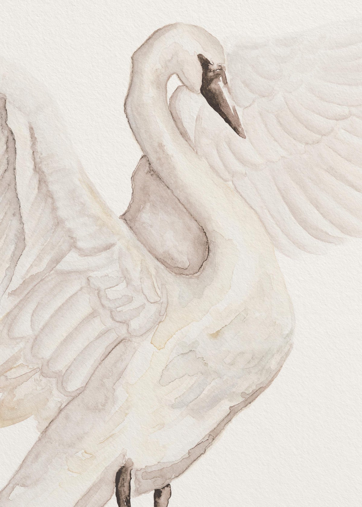 Watercolor Swan Print