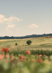 Tuscan Poppies No2 Print