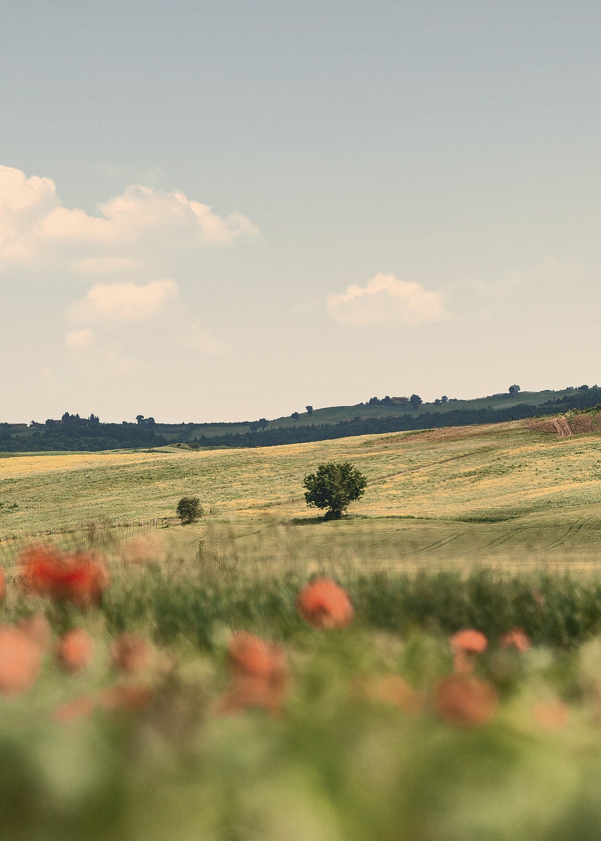 Tuscan Poppies No2 Print