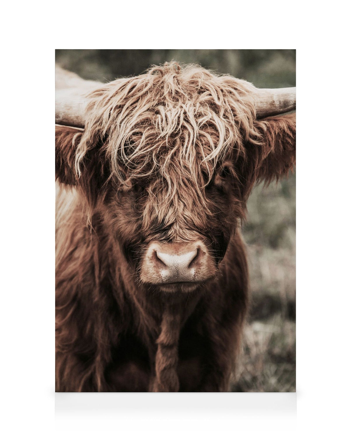 Cow Close Up Canvas print