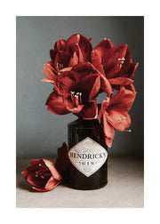 Gin and Red Amaryllis Print