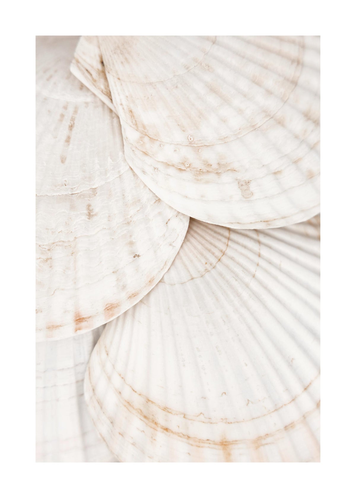 Seashells Print
