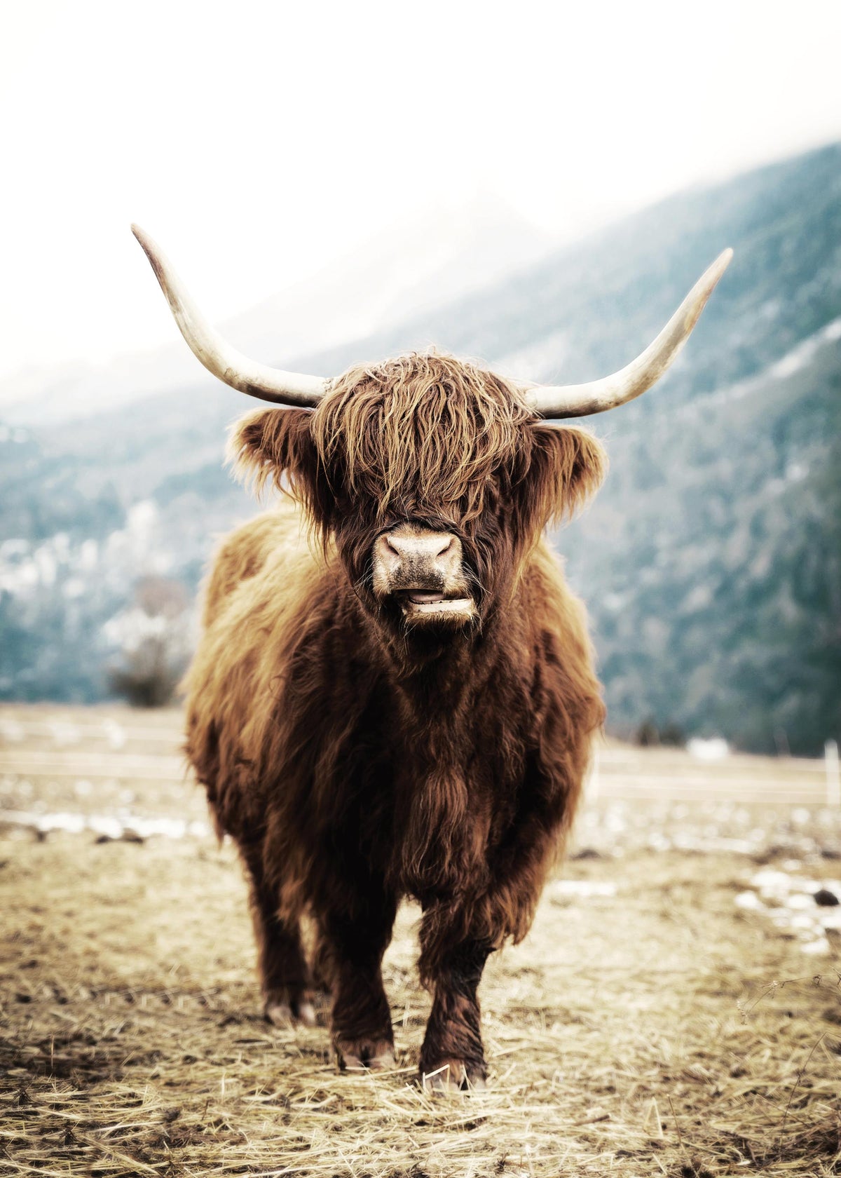 Highland Cattle on Field Print