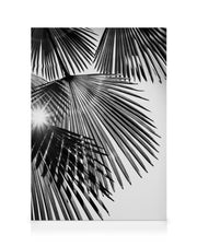 Sunlight Through Palm Leaves Canvas print