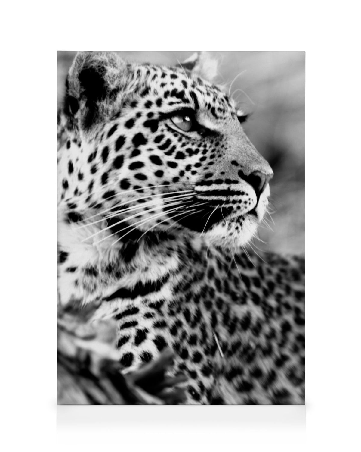 Leopard Canvas print