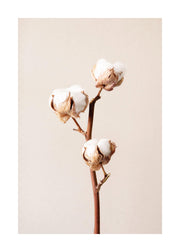 Cotton Flower No2 Print