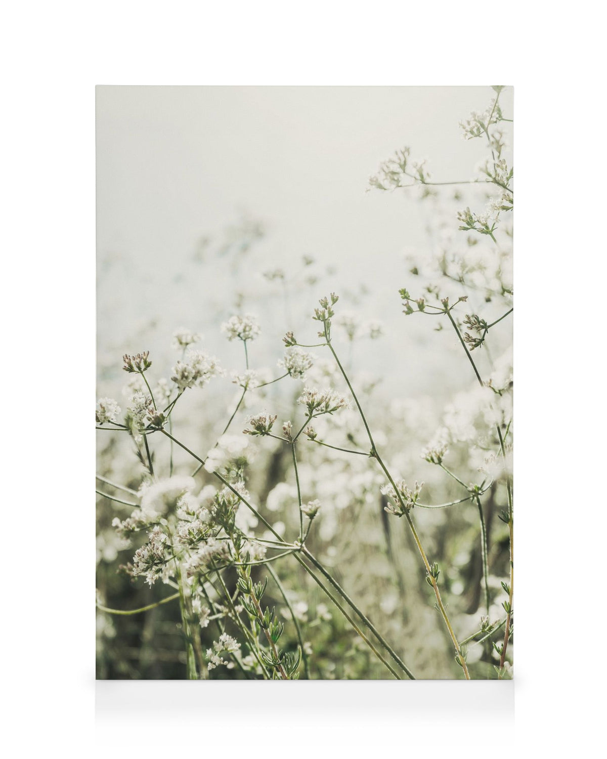 Wild White Flowers Canvas print