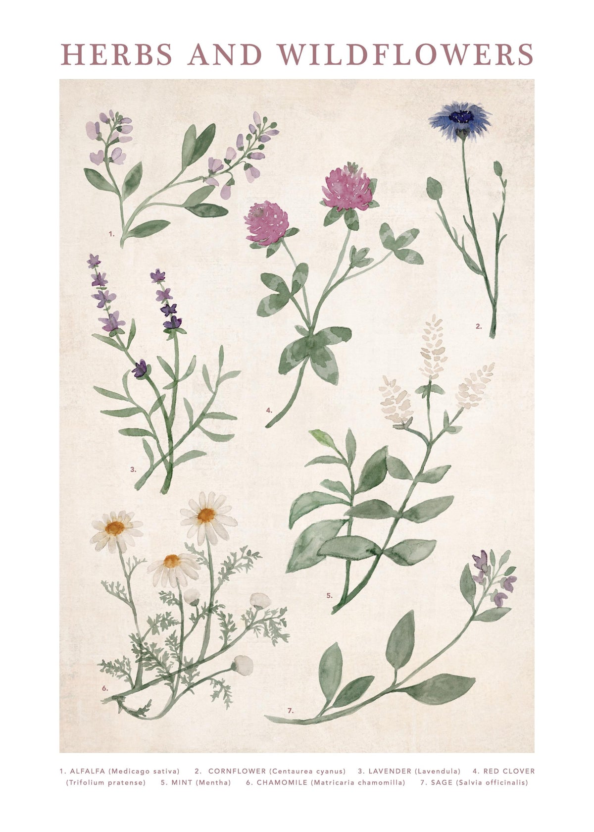 Herbs and Wildflowers Print
