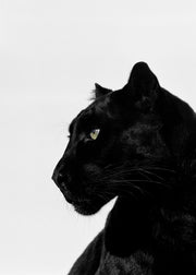 Black Panther Print