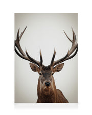 Winter Deer Canvas print