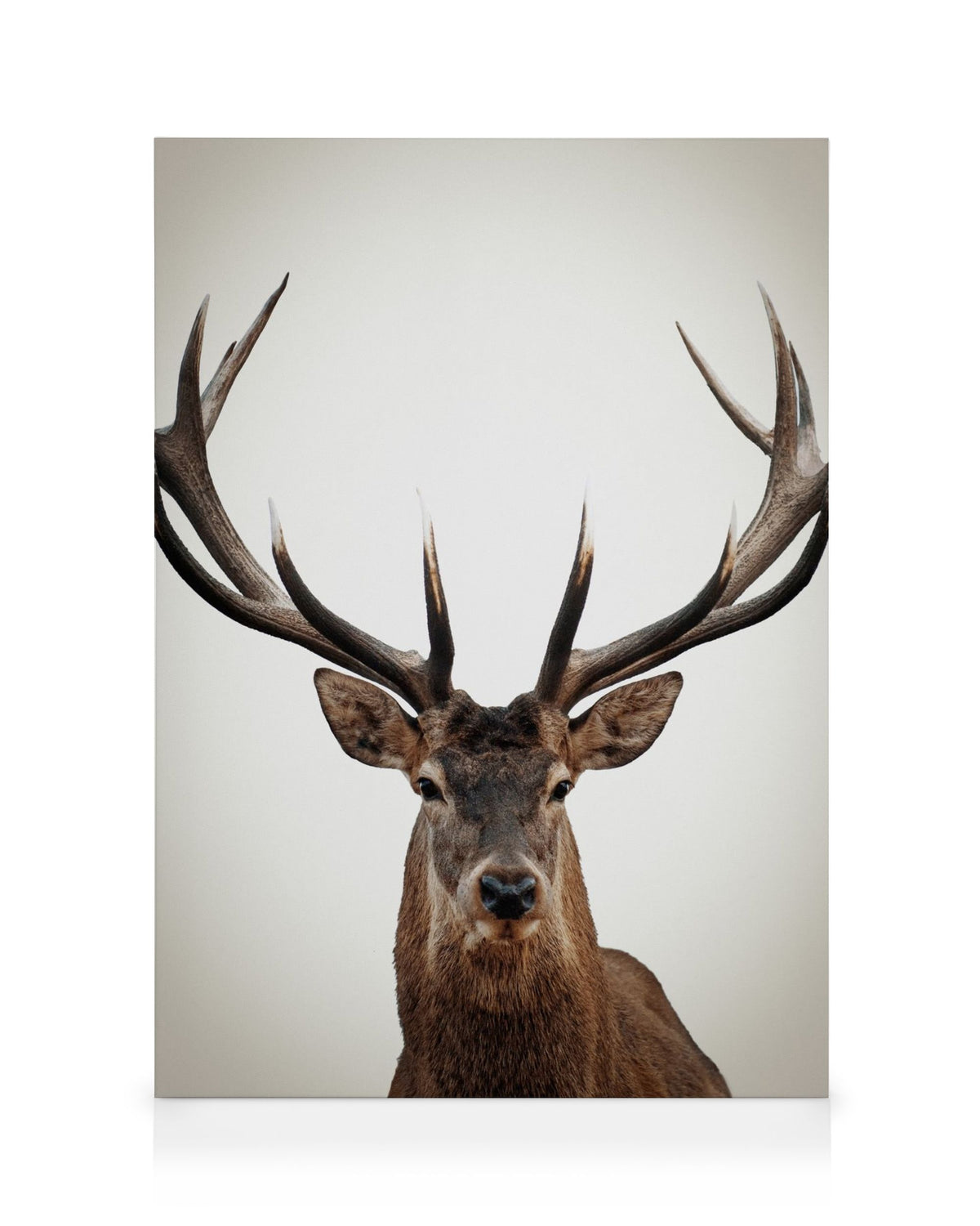 Winter Deer Canvas print