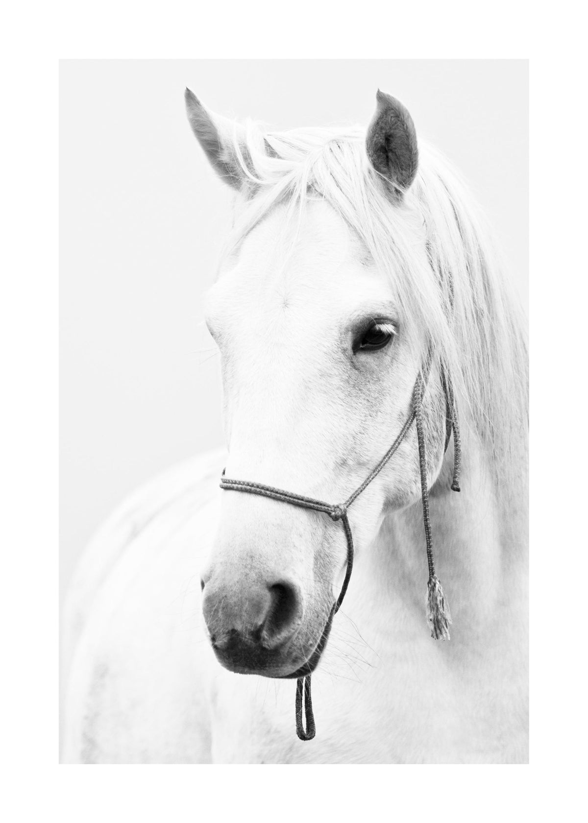 White horse portrait Print