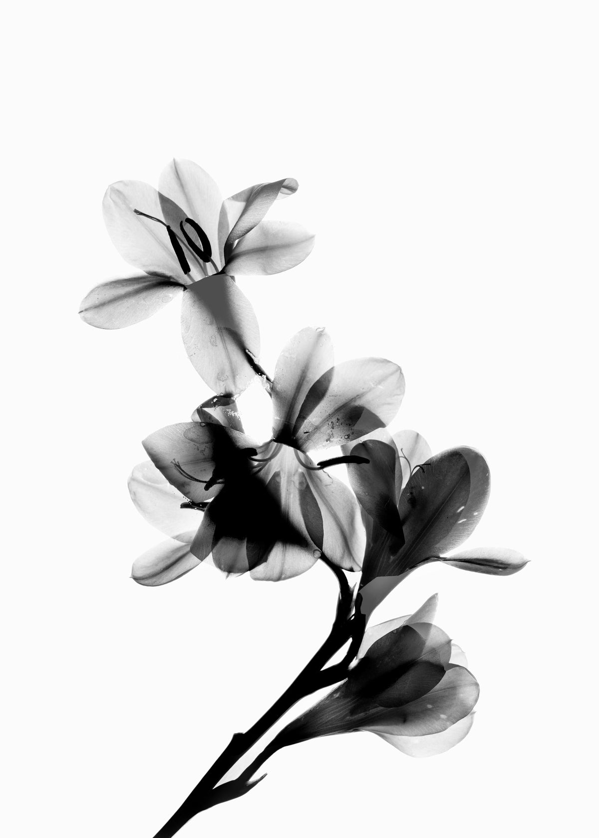 Scanned Flower Print