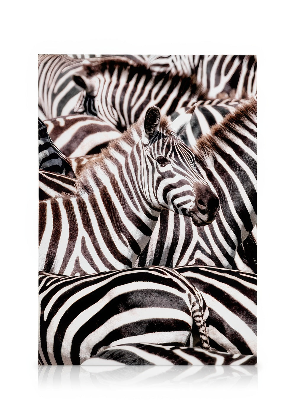Crossing Zebras Canvas print