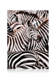 Crossing Zebras Canvas print