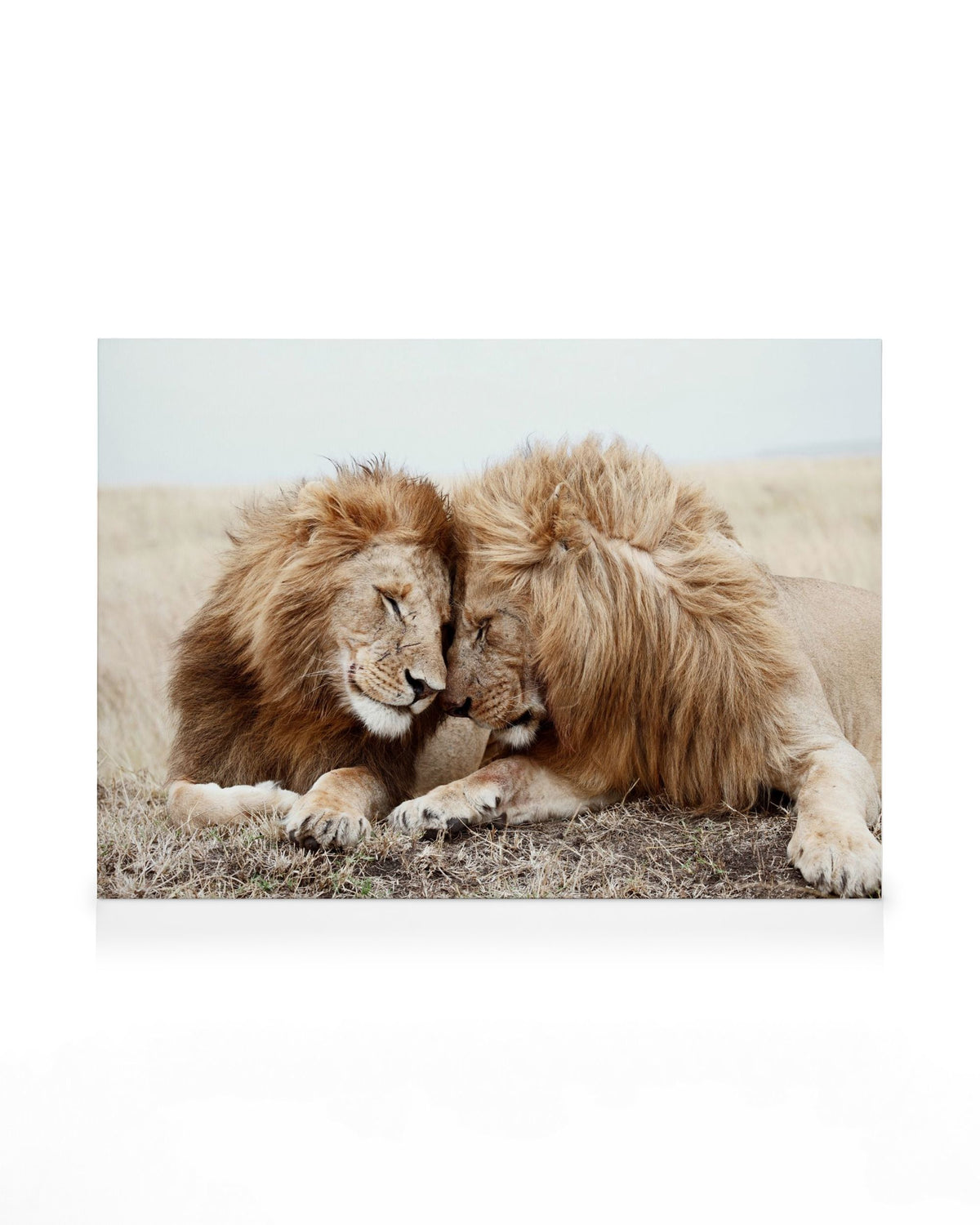 Lion Brothers Canvas print