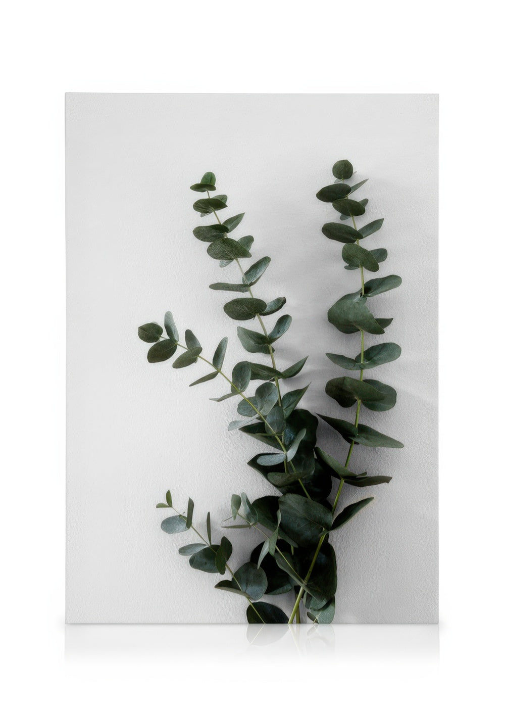 Eucalyptus Branch Two Canvas print