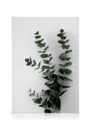 Eucalyptus Branch Two Canvas print