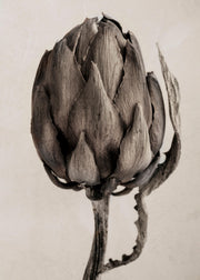 Still Life Artichoke Print