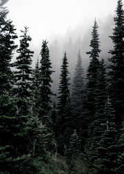 Foggy Woods Print