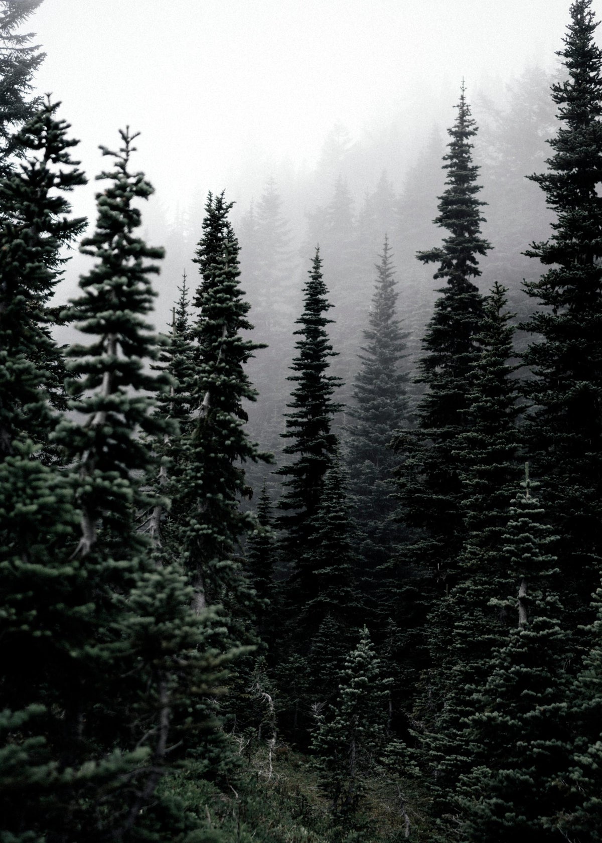 Foggy Woods Print
