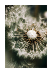 Dandelion in Green Print