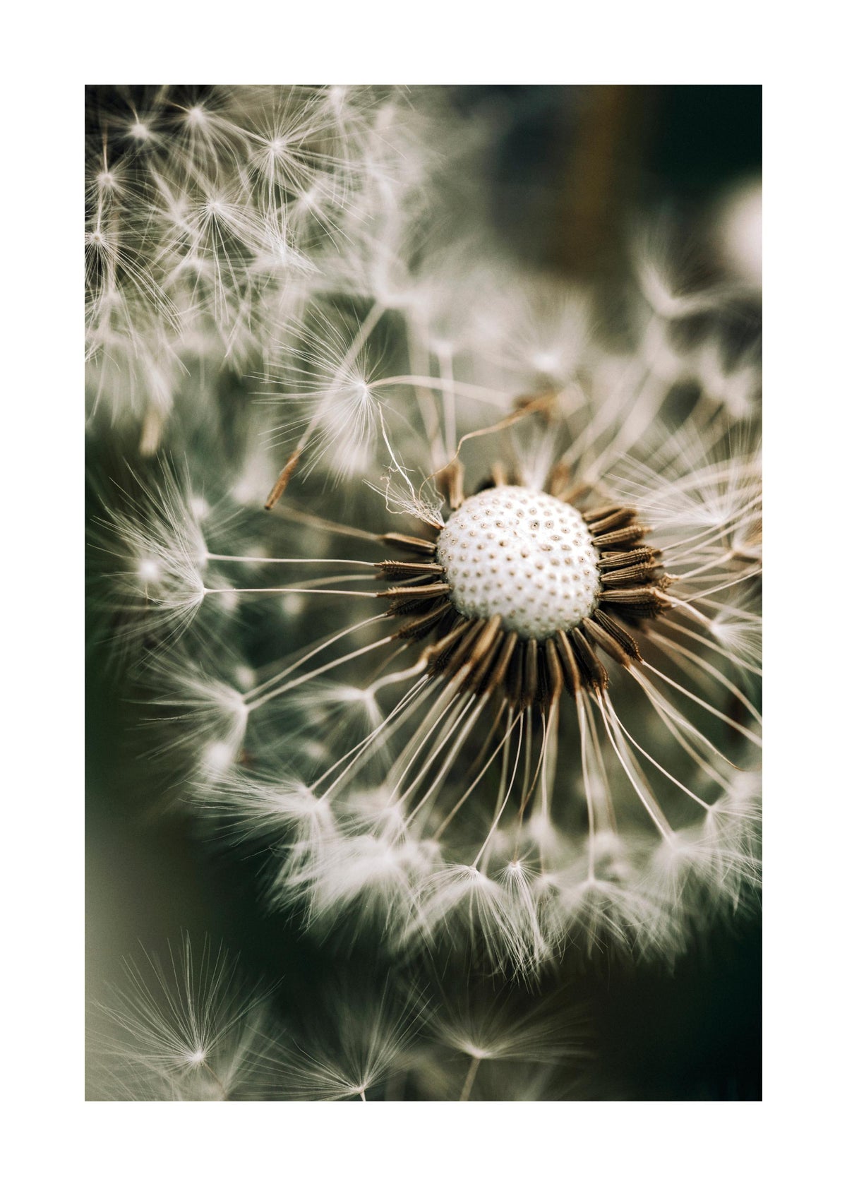 Dandelion in Green Print