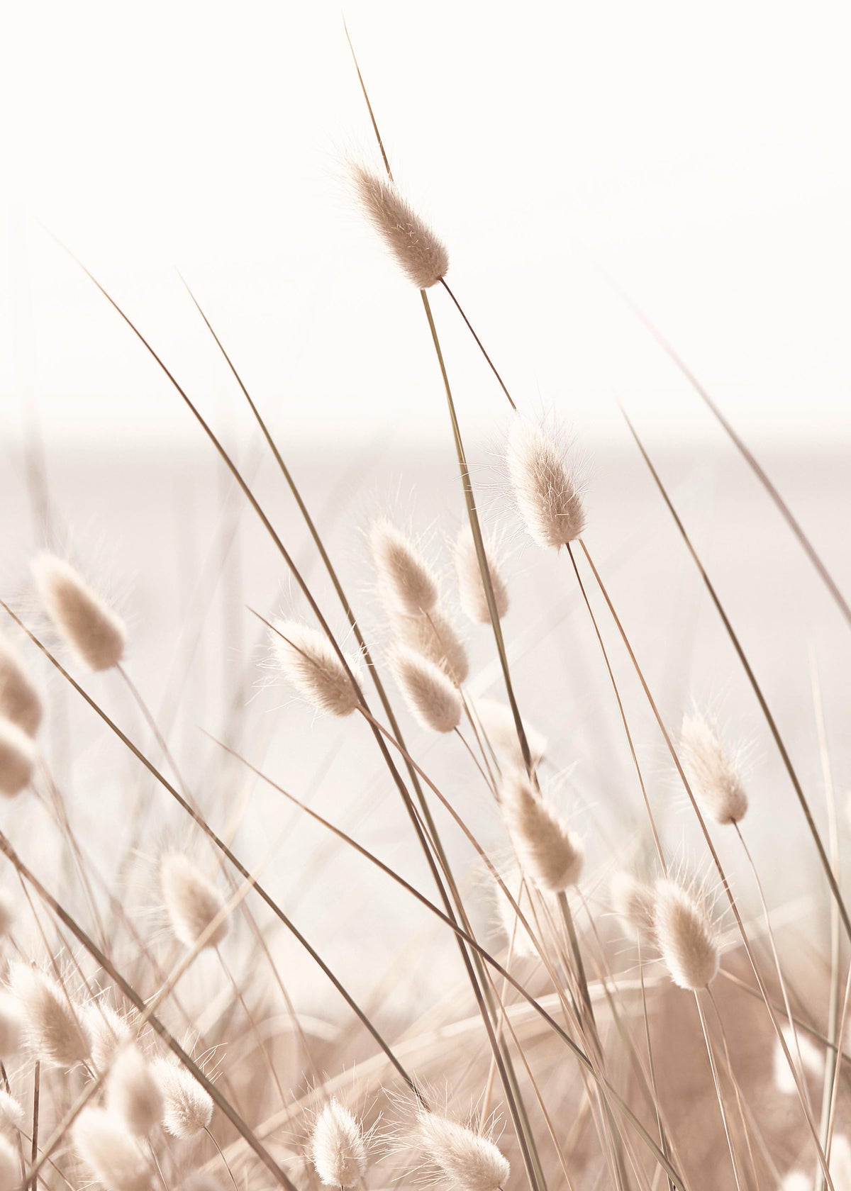 Beige Grass by the Sea Print