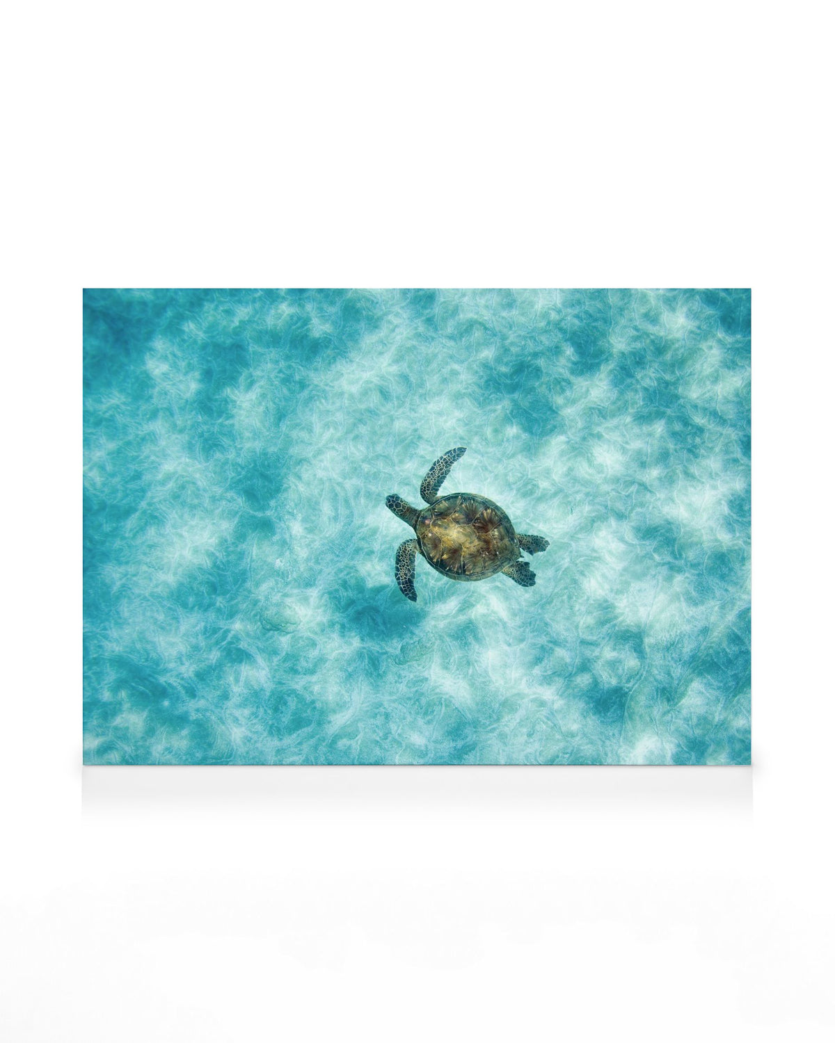 Green Sea Turtle Canvas print