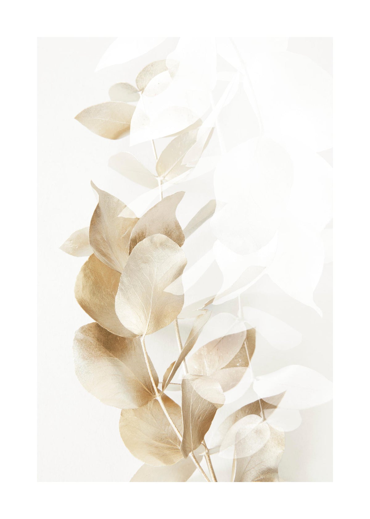 Golden Eucalyptus No2 Print