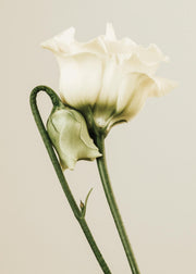 White Lisianthus Print