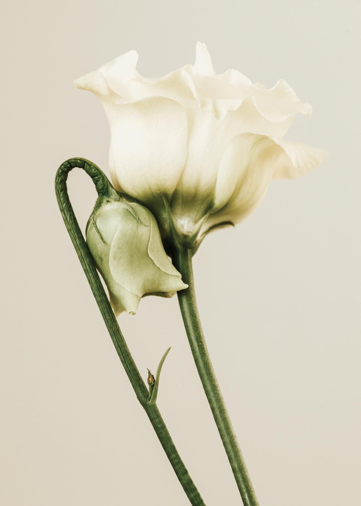 White Lisianthus Print