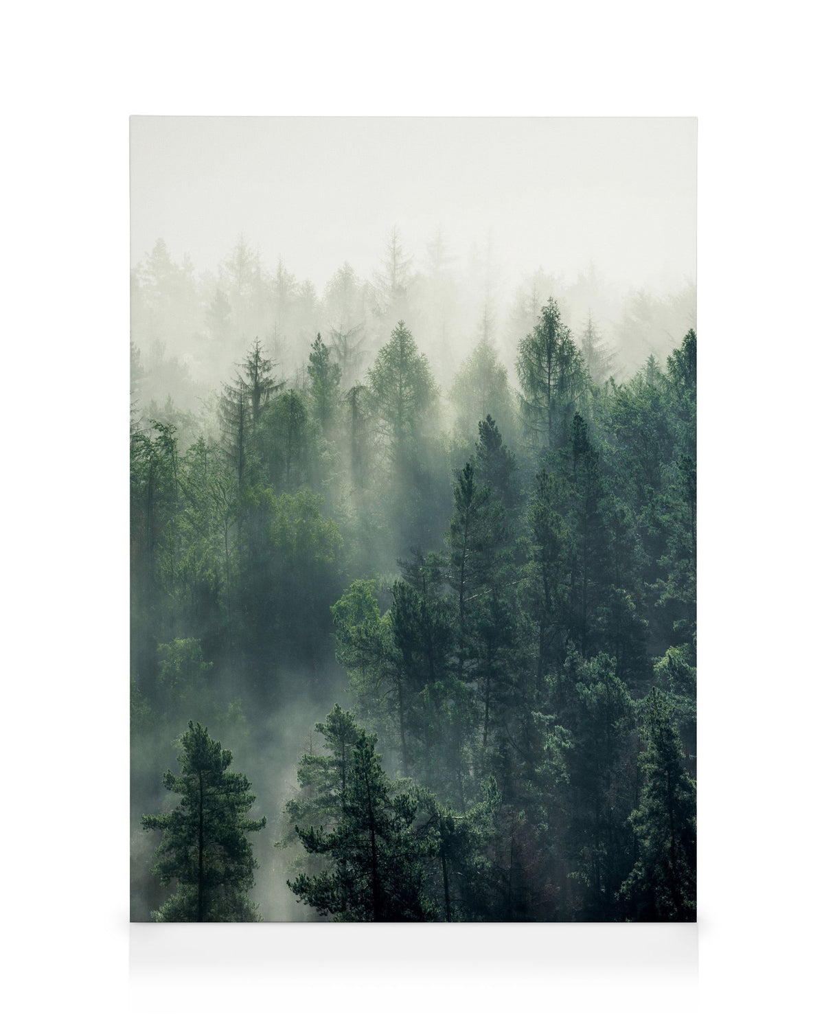 Forest Veil No3 Canvas print
