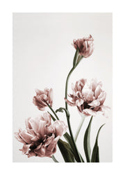 Pink Tulipe No3 Print