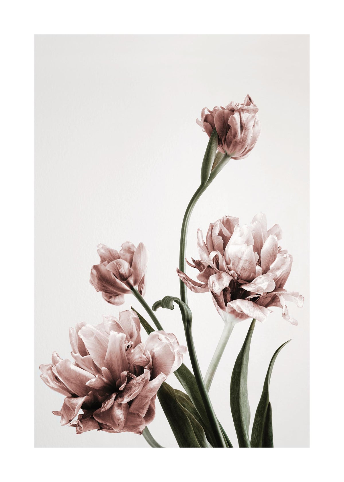 Pink Tulipe No3 Print