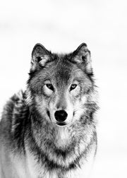Wolf B&W Print