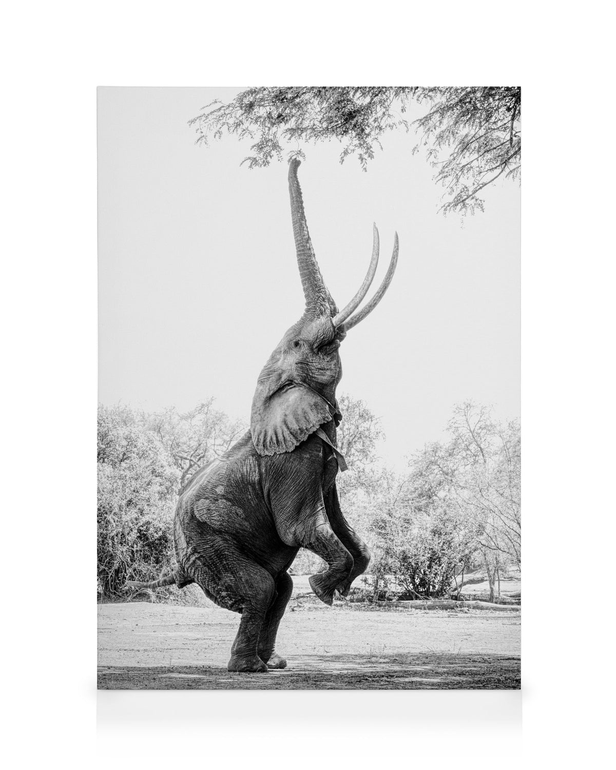 Balancing Elephant Canvas print