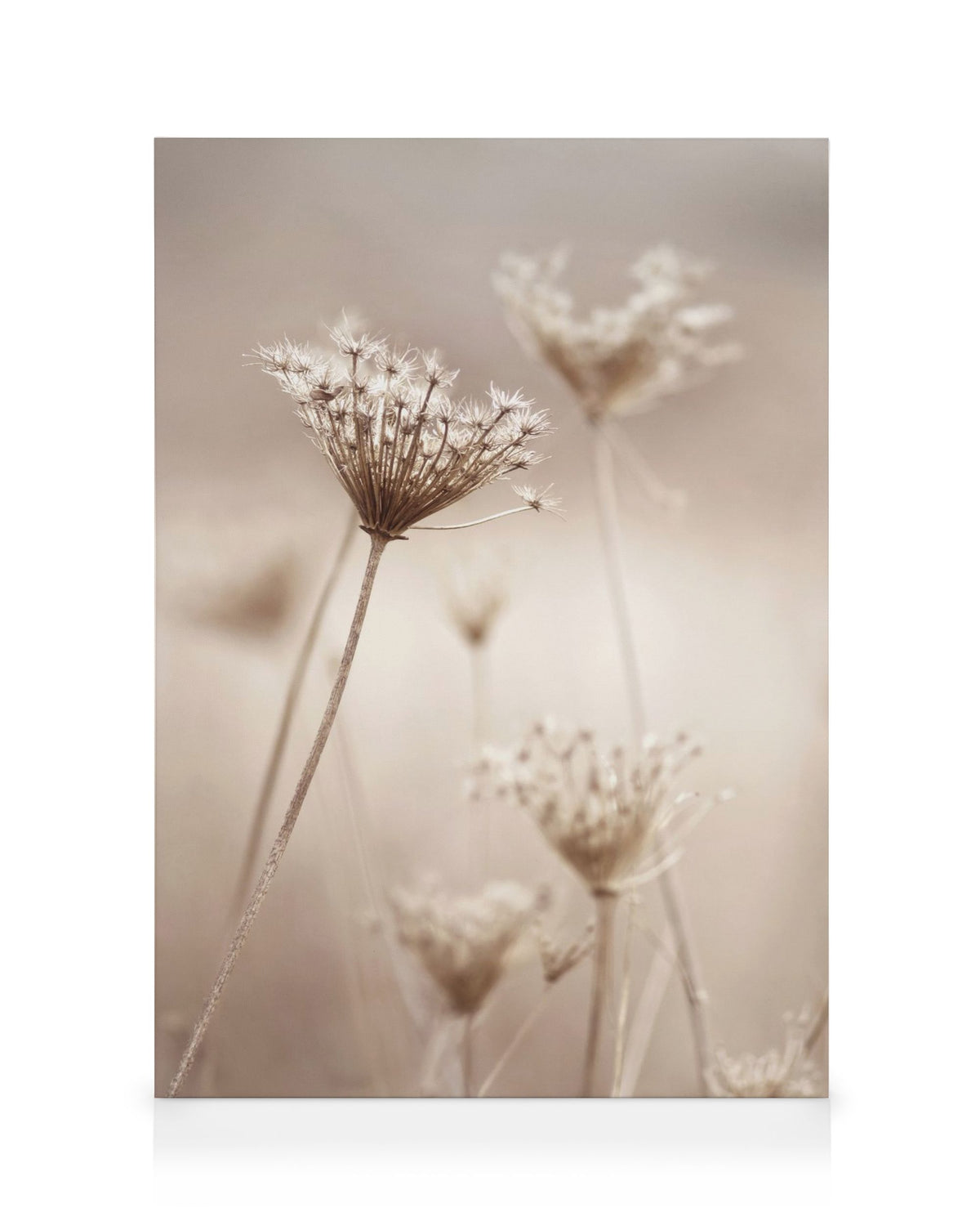 Wildflowers in Beige Canvas print