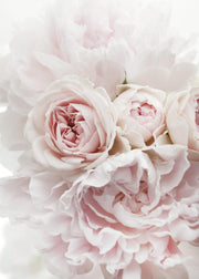Peonies and Roses Print