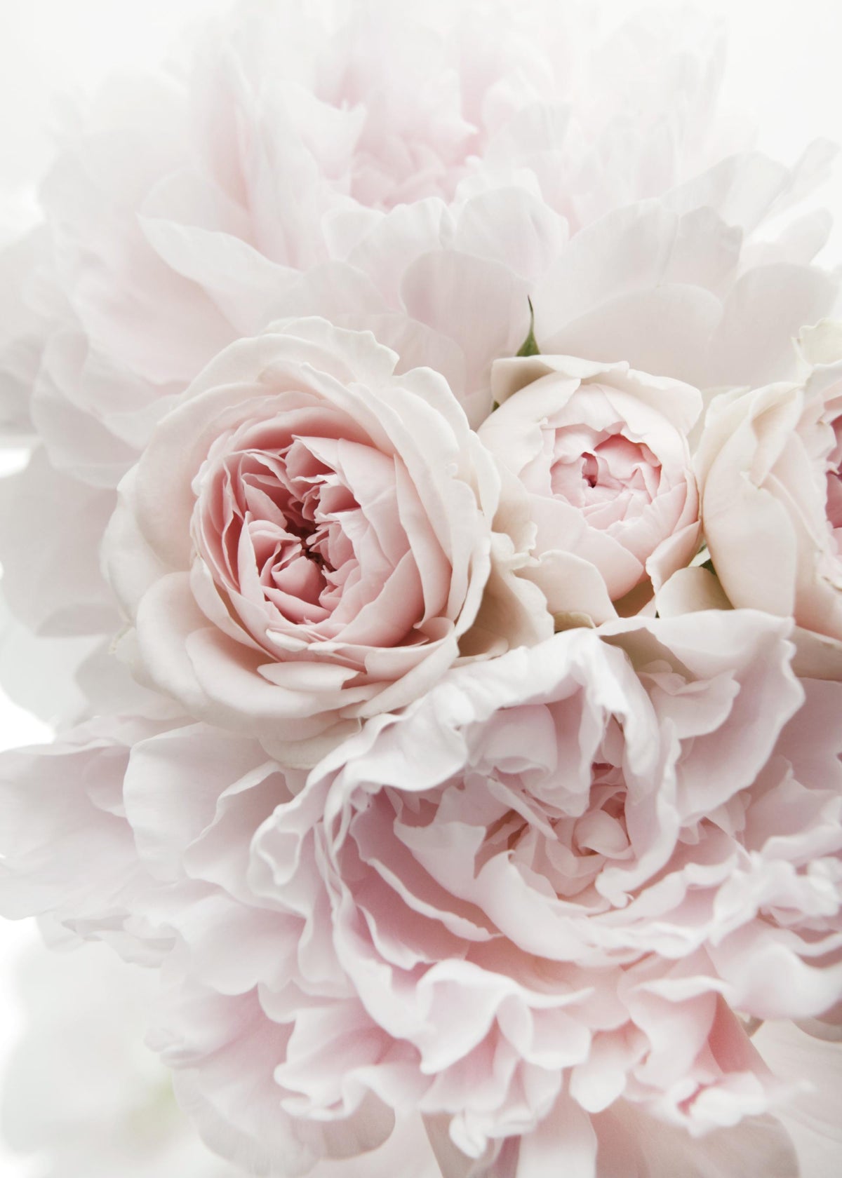 Peonies and Roses Print