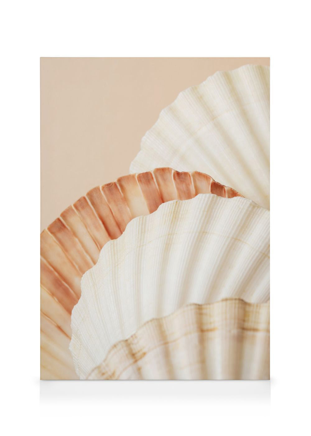 Shell Collection Canvas
